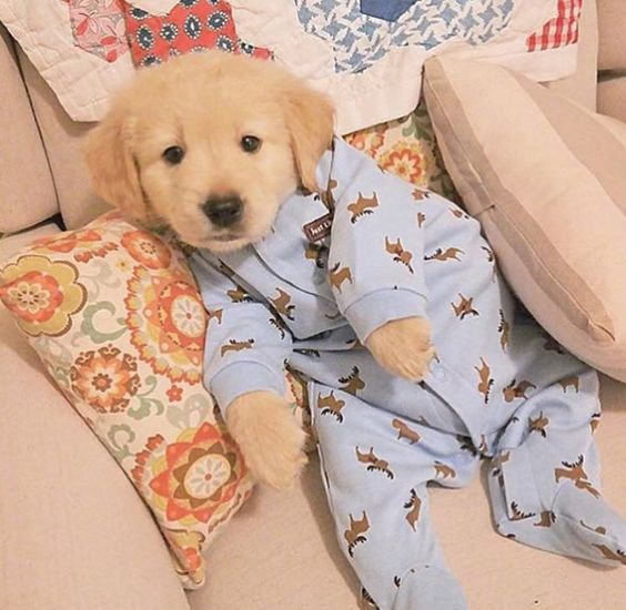 sobhglove66's tweet photo. This little pup is all about wagging tails, playful barks, and endless cuddles. Every day with Bailey is an adventure filled with love and laughter. 😍❤️
#BaileyThePuppy #PuppyLove #FurryFriendFun https://t.co/61d2gDUEi5