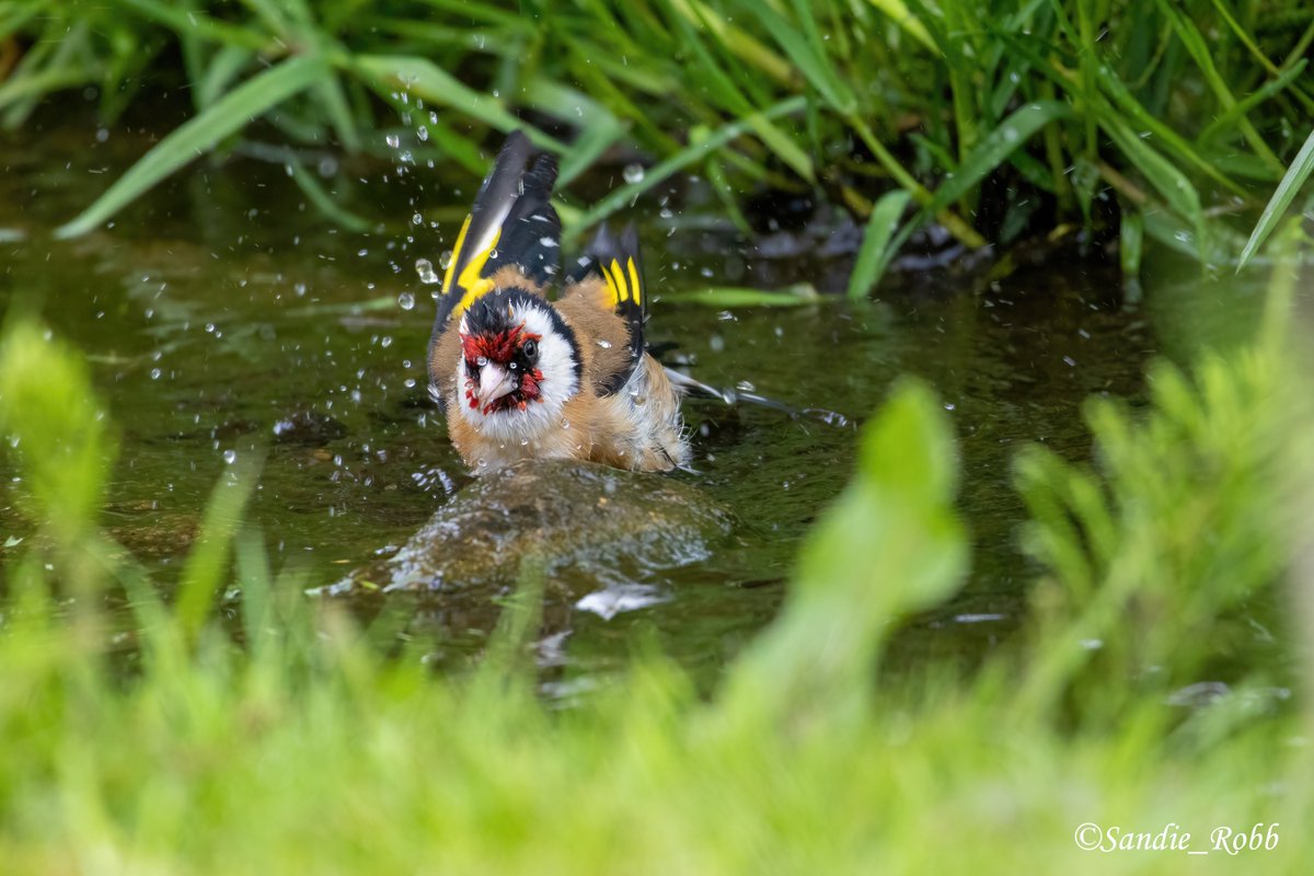 Sandie Robb (@sandie_robb) on Twitter photo Bird of the day #goldfinch #bird Having a bath #birdbath #birdbathing #birdphotography #wildlife #wildlifephotography #nature #NaturePhotography #birdwatching #BirdsOfTwitter #TwitterNatureCommunity #TwitterNaturePhotography <a href="/N_T_S/">National Trust for Scotland</a> #inveresklodgegardens instagram.com/just_sandie_ph… Bird of the day #goldfinch #bird Having a bath #birdbath #birdbathing #birdphotography #wildlife #wildlifephotography #nature #NaturePhotography #birdwatching #BirdsOfTwitter #TwitterNatureCommunity #TwitterNaturePhotography <a href="/N_T_S/">National Trust for Scotland</a> #inveresklodgegardens instagram.com/just_sandie_ph…