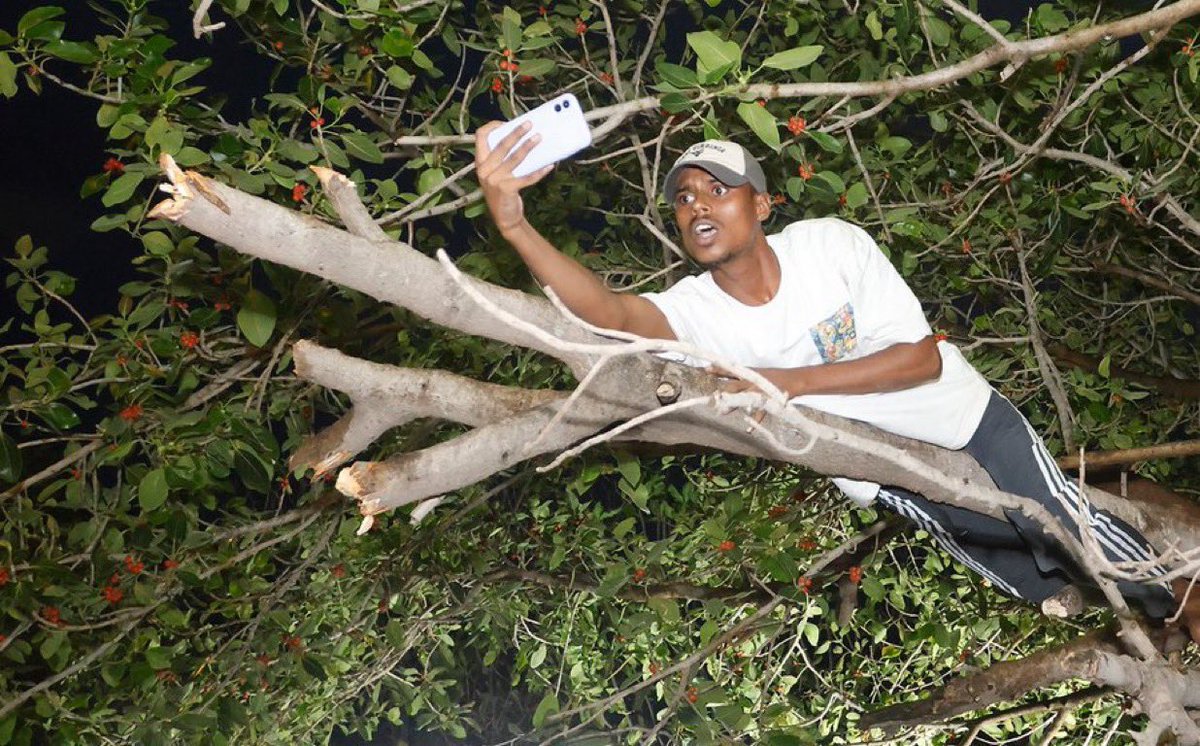 Rollmedia9's tweet photo. The legendary guy who watched the parade celebration from atop a tree. 😭🌳
#Legend #ParadeCelebration #TreeTopView #IndianCricketTeam #victoryparade https://t.co/sbPVPPpXAT