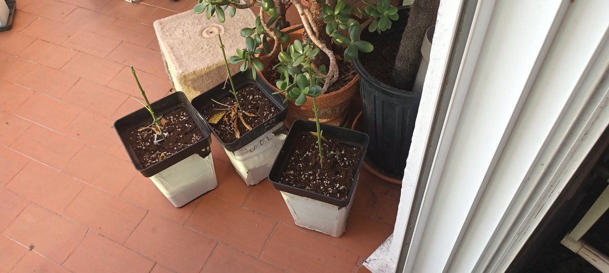Sin_Pension's tweet photo. Hoy he komenzado a sajar una tanda de 10 autos. Ya van tres, #LemonCherryCookies. En unos dias toka turno a unas #PapayaCookies y otras tantas #JealousyXL. https://t.co/sPpro5wFjD