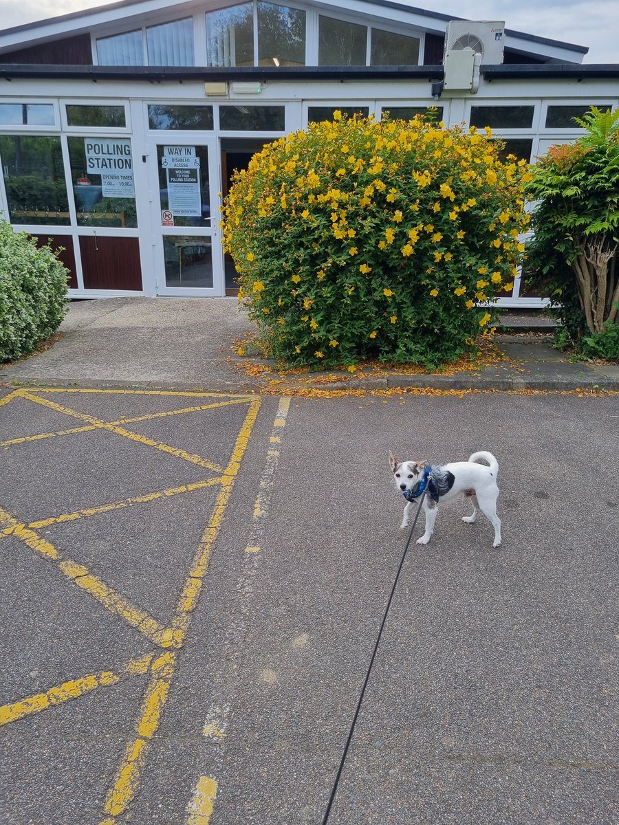 scaddingk's tweet image. Implementing a pro dog bone policy #dogsatpollingstations binksy back again.  Might be 13 next week but still unable to vote so his parents did it for him.