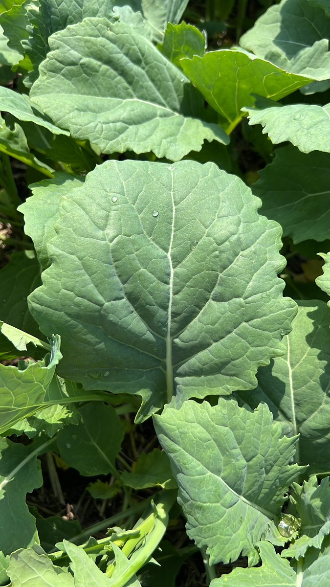 janasen81's tweet photo. Southview Ag/@trevorfarkash’s PV 881 OCM they entered in the #NutrienHomeTownPride contest is looking amazing.  Ground is covered.  The size of the leaves on this variety is beyond impressive.  @NutrienAg_NAB @ProvenSeed https://t.co/O1SeodXWjW
