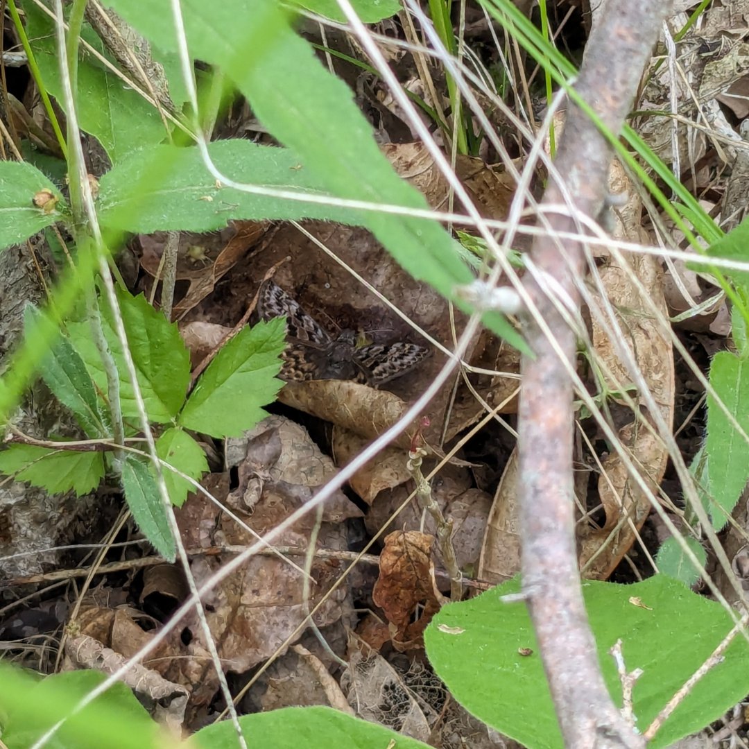 Wildlife Preservation Canada (@wpcwild911) on Twitter photo Can you spot the mottled duskywing butterfly in this picture? Check the second photo to locate it.
📸 S. Underwood
#wildlife #conservation #biodiversity #butterflies #WPC #WPCmottledduskywing
<a href="/RyanNorrisSci/">Dr. Ryan Norris</a>
<a href="/Conservatory_/">Cambridge Butterfly</a>
<a href="/OntarioParks/">Ontario Parks</a>
@NushaKeyghobadi
@nrsinews Can you spot the mottled duskywing butterfly in this picture? Check the second photo to locate it.
📸 S. Underwood
#wildlife #conservation #biodiversity #butterflies #WPC #WPCmottledduskywing
<a href="/RyanNorrisSci/">Dr. Ryan Norris</a>
<a href="/Conservatory_/">Cambridge Butterfly</a>
<a href="/OntarioParks/">Ontario Parks</a>
@NushaKeyghobadi
@nrsinews