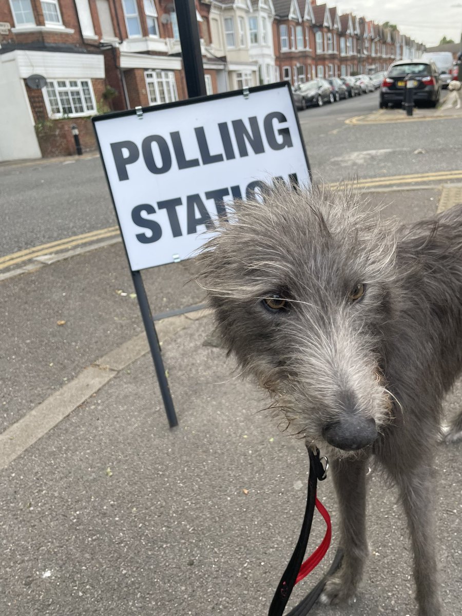 Luna the Lurcher 🗳️#DogsAtPollingStations