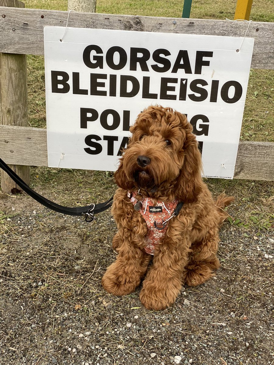 VictoriaGarratt's tweet photo. If any of the candidates stand for more biscuits and fewer squirrels they’ve got his vote #dogsatpollingstations https://t.co/gD887l4EzY