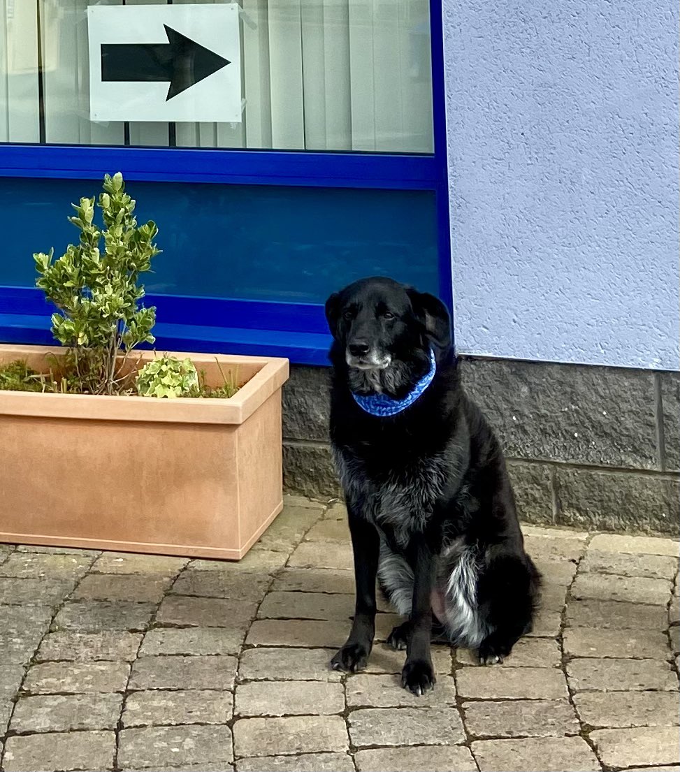 Sophie in #Portrush doing her civic duty- supporting mum and dad as we voted today  ##DogsAtPollingStations