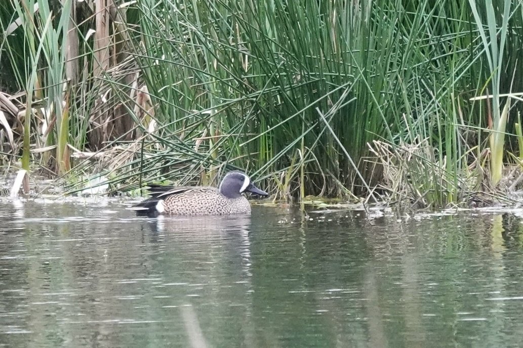 James Spencer tweet media