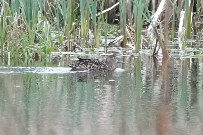 James Spencer tweet media