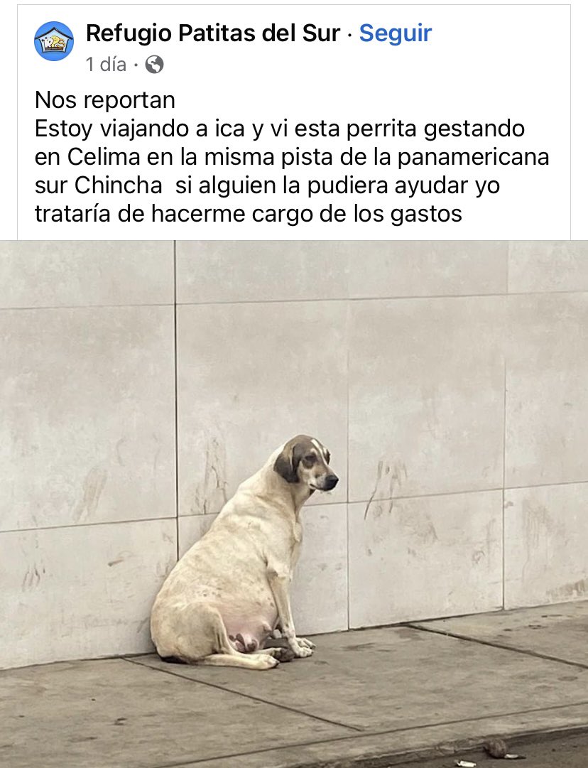 vanessasaba75's tweet photo. ¡Atención Ica! Se necesita ayuda para esta perrita. El Refugio patitas del sur se ofrece a cubrir algo de los gastos. ¿Algún ángel en Ica que pueda ayudar? https://t.co/qEPi9mbTXR