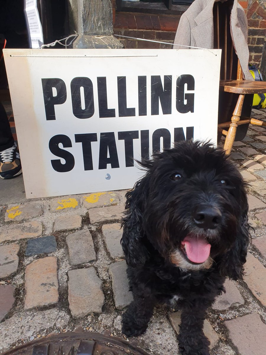 MaddieMooShort's tweet photo. #dogsatpollingstations https://t.co/JuJi7EAAqK