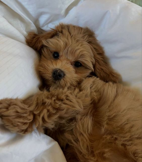 hebaragom's tweet photo. Puppyz as puppies 💙🩵

- a thread https://t.co/MVMvsB5fII