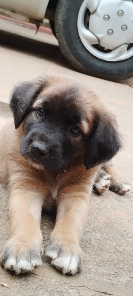 ingecucharita's tweet photo. Acaso nadie quiere ver esta carucha todos los días al llegar a casa??

Seguimos buscándoles hogar a los bebés 🐶🥹 https://t.co/vb0jpYvjML