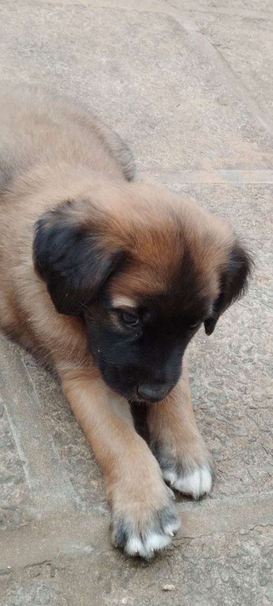 ingecucharita's tweet photo. Acaso nadie quiere ver esta carucha todos los días al llegar a casa??

Seguimos buscándoles hogar a los bebés 🐶🥹 https://t.co/vb0jpYvjML