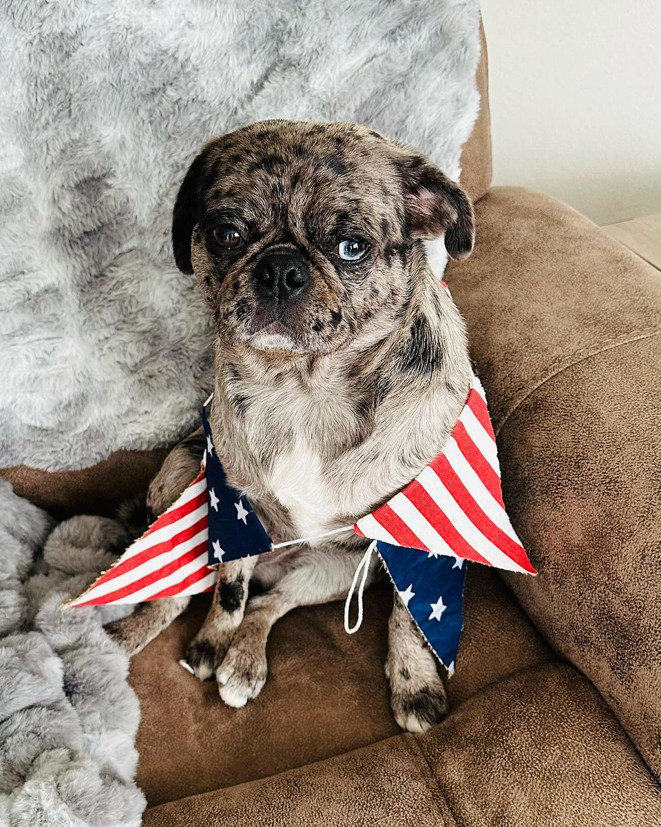 pug_club1's tweet image. Happy 4th of July friends!! Stay safe and have fun!! 
Follow us: @pug_club1
#pugs #pugsofinstagram #puglove #pugspugspugs #wisconsinpug #bluemerlepug #pugpuppies #oneblueeye #fourthofjuly #celebration #merlethepug