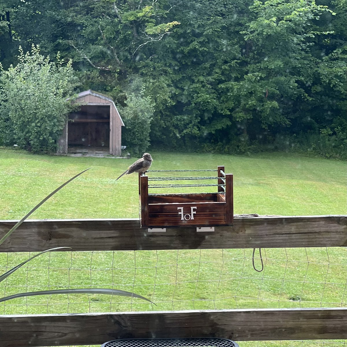 MayhemsRelic's tweet photo. First contenders for the 🤜FIGHT OR FLIGHT🤛 ring have arrived! #birdfeeder #birdfeeding #wwefan #wwefunny #iyosky #LyraValkyria @Real_Valkyria @Iyo_SkyWWE https://t.co/h9f6LvxwnG