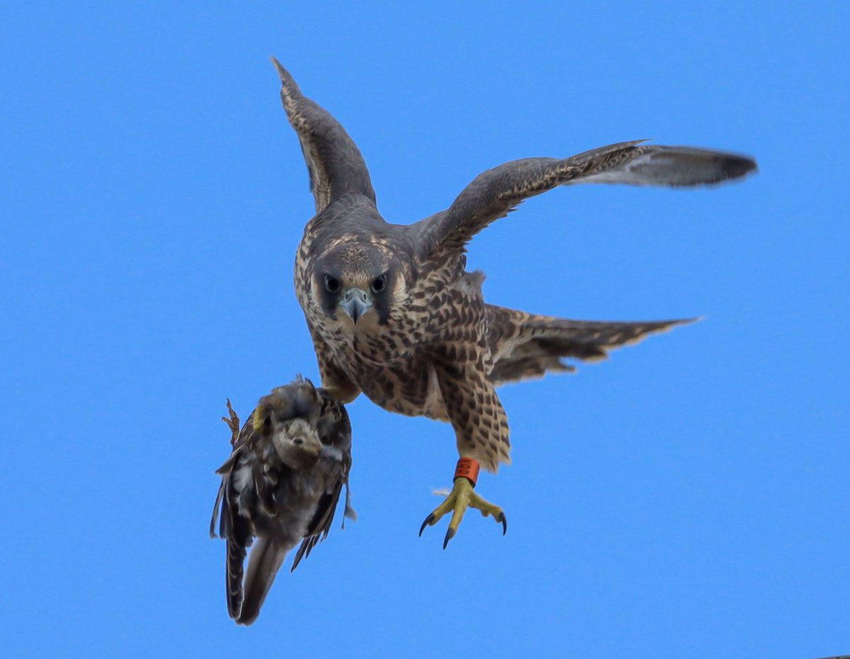 Harry Rice PhD tweet media