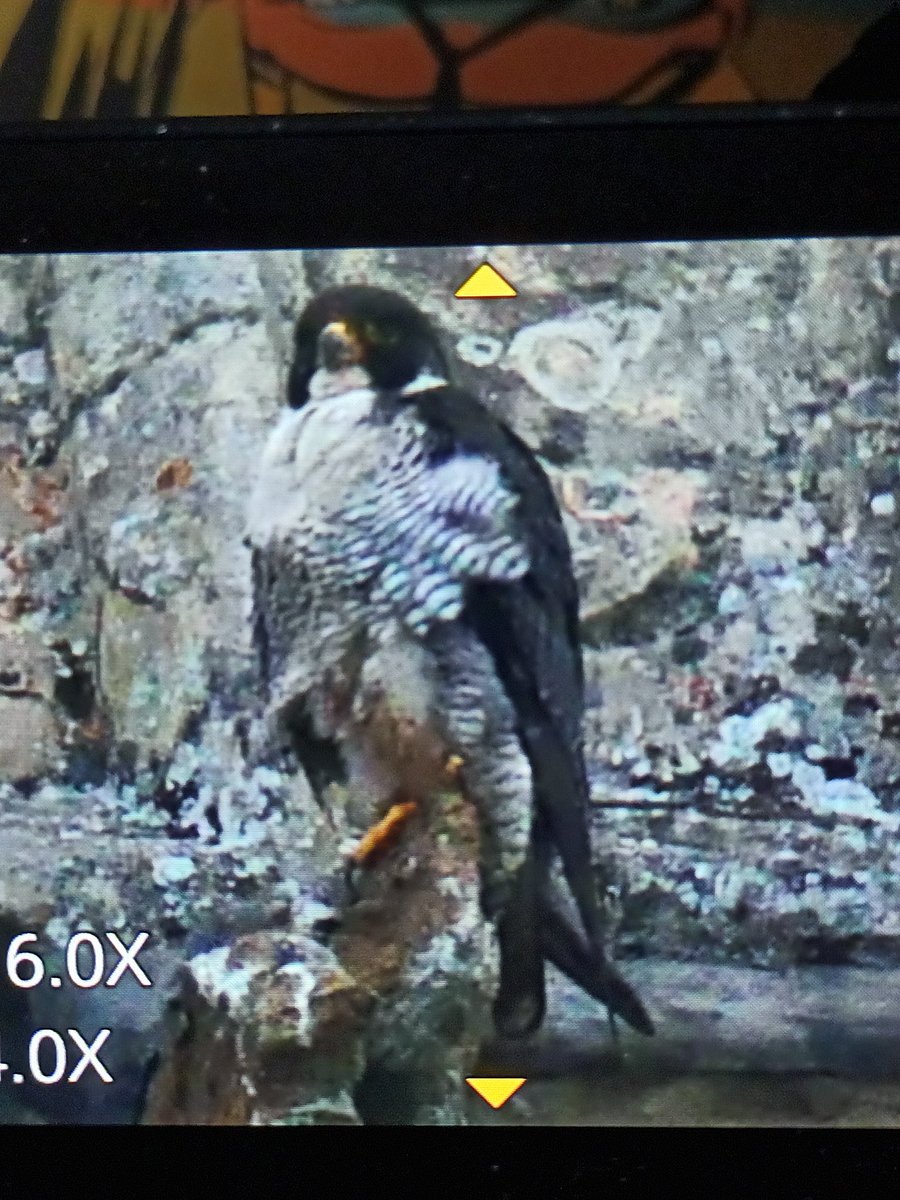 iangrang's tweet image. Peregrine on church this evening.
@BTO_GLOS @glosraptors @_anna_field_ @WildCiren