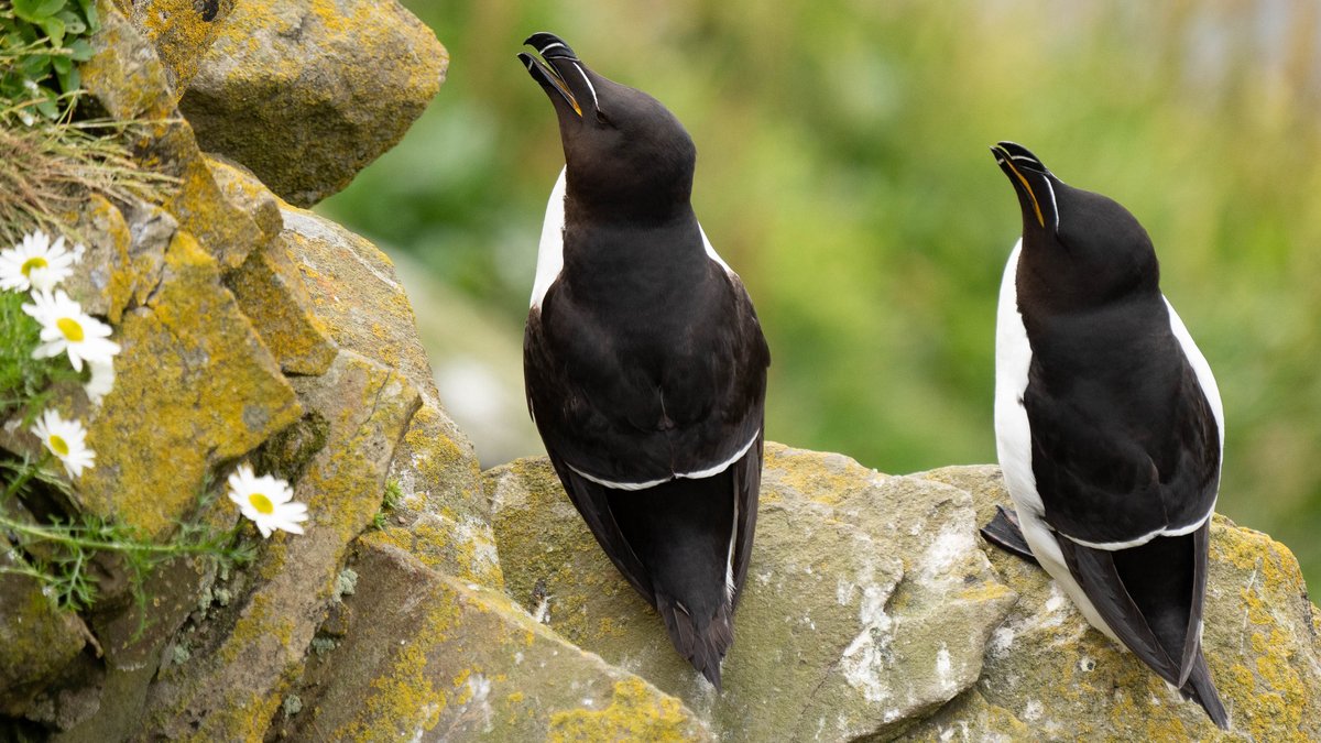rossmackenzie's tweet photo. At @SumburghHead the #auks come in two by two. #Shetland #Puffins #Razorbills https://t.co/d5VxzB2UsB
