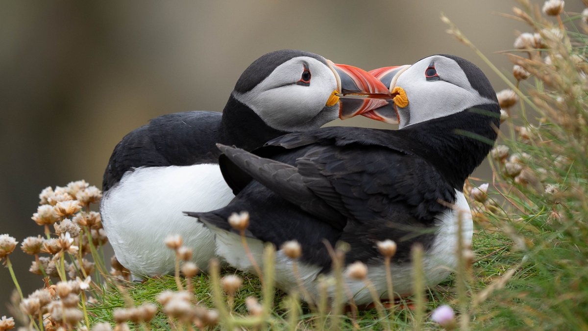rossmackenzie's tweet photo. At @SumburghHead the #auks come in two by two. #Shetland #Puffins #Razorbills https://t.co/d5VxzB2UsB