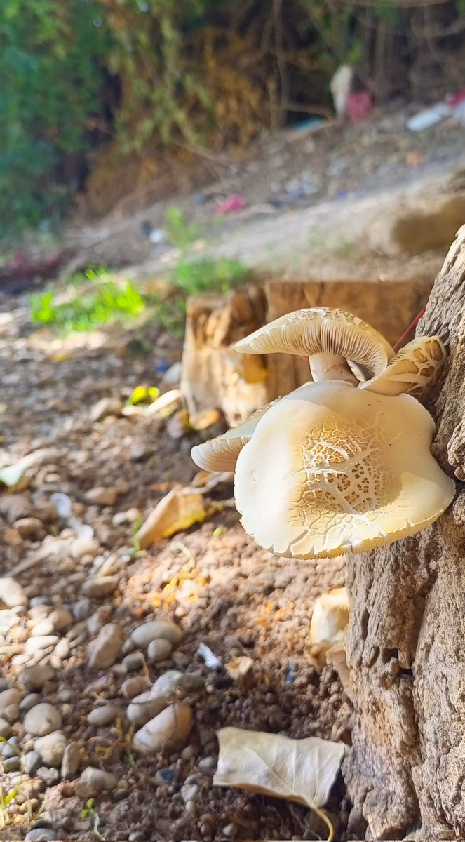 "her zorlukla beraber elbette bir kolaylık vardır."
