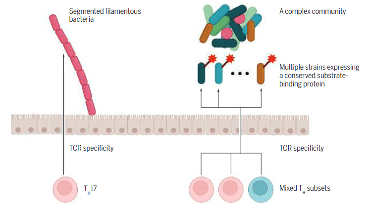 Waggoner Lab (@labwaggoner) on Twitter photo A high-resolution view of immune modulation by the gut microbiome is presented <a href="/ScienceMagazine/">Science Magazine</a> ESSAY <a href="/MicrobiomeTcell/">Kazuki Nagashima</a>
science.org/doi/10.1126/sc… A high-resolution view of immune modulation by the gut microbiome is presented <a href="/ScienceMagazine/">Science Magazine</a> ESSAY <a href="/MicrobiomeTcell/">Kazuki Nagashima</a>
science.org/doi/10.1126/sc…