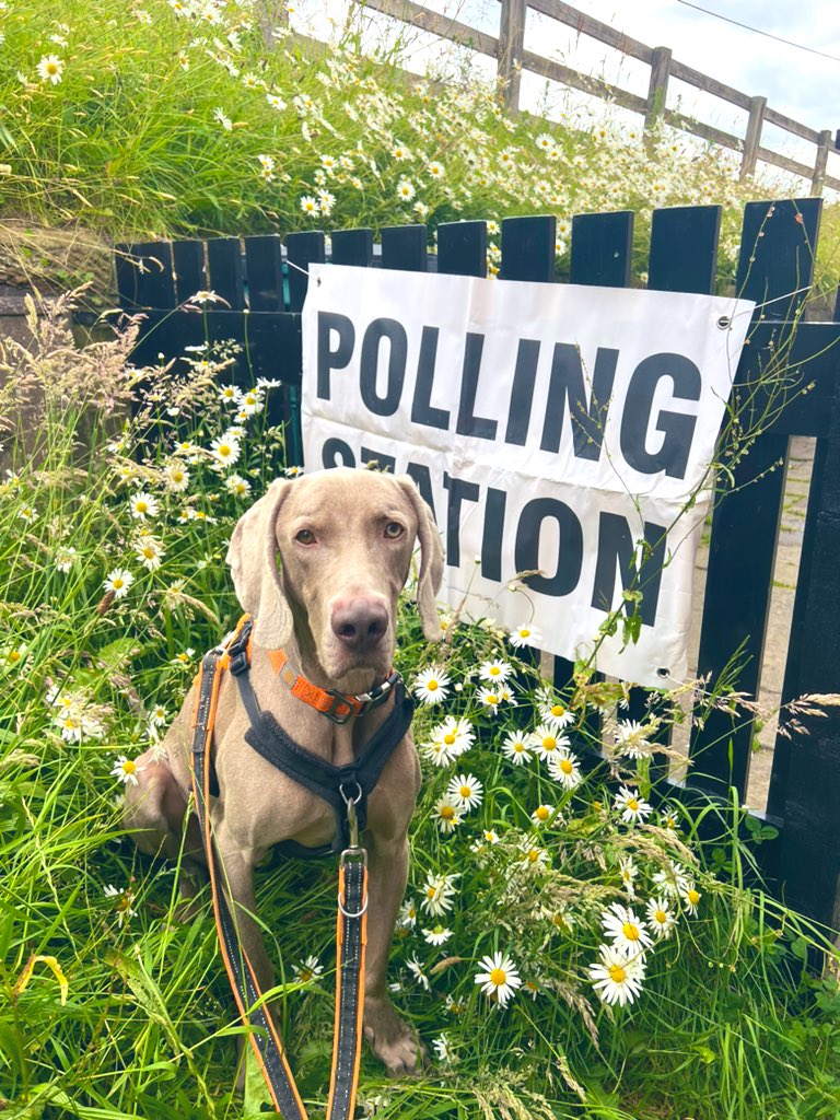 Just a dog after doing his civic doodie #dogsatpollingstations #GE24