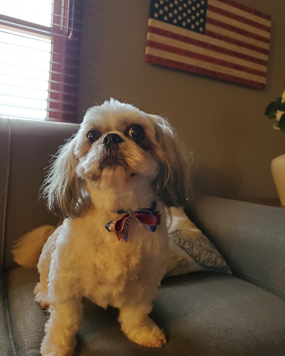 Happy 4th of July everyone! 
#dogsoftwitter
