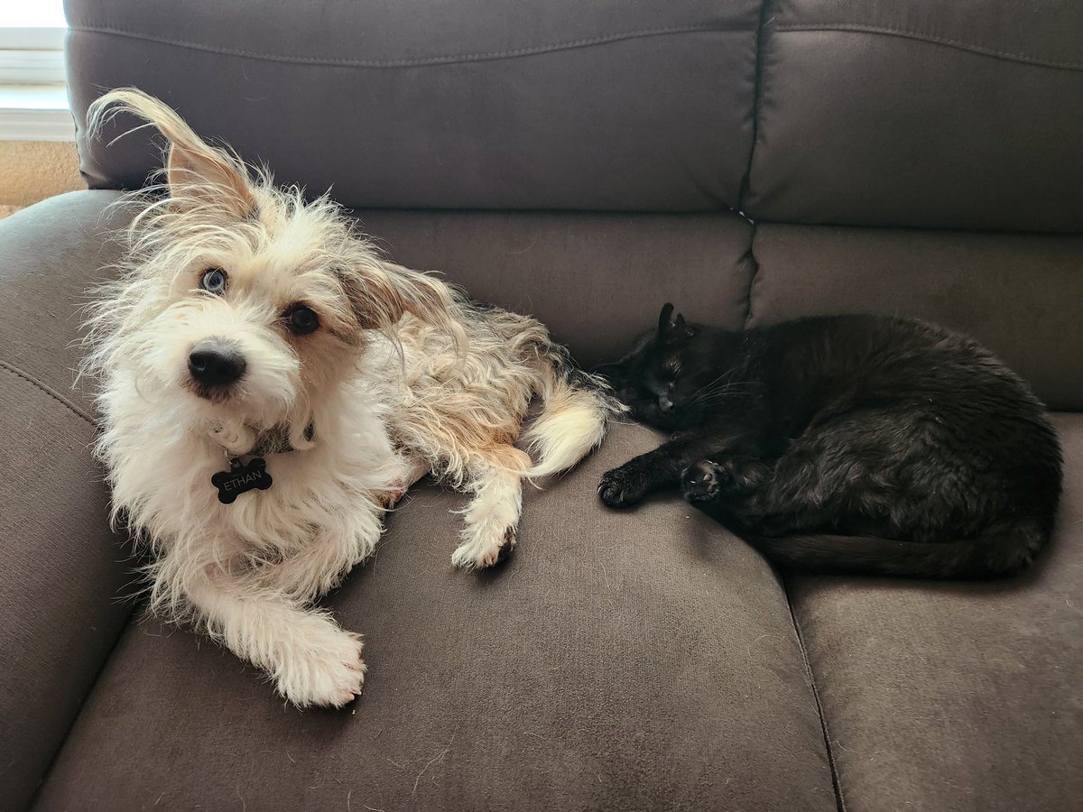 Thankful that my dog seems oblivious to fireworks, crossingmy fingers that it holds true tonight.  Of course the cat doesn't care.