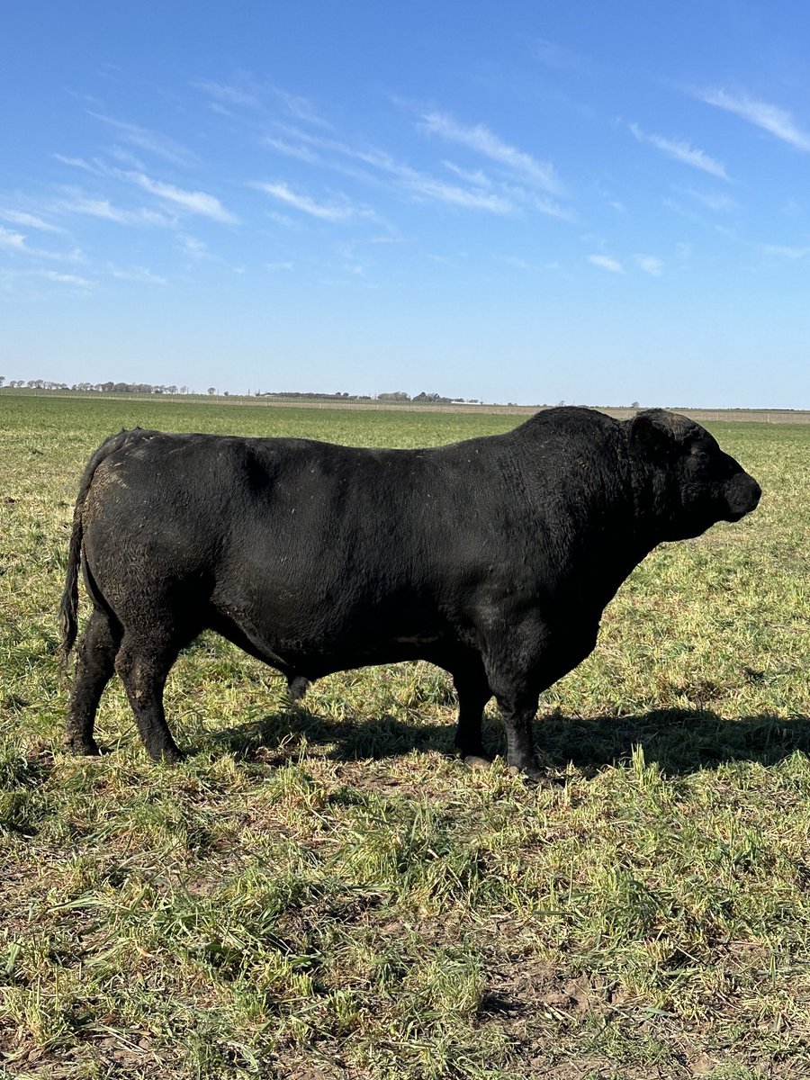 Dos postales de la visita a La Margarita de Litomar SA en Rancul, La Pampa. Las vacas en maíz diferido y el majestuoso toro Rancul. Visita junto con ⁦<a href="/Felipepereyra/">Felipe Pereyra</a>⁩