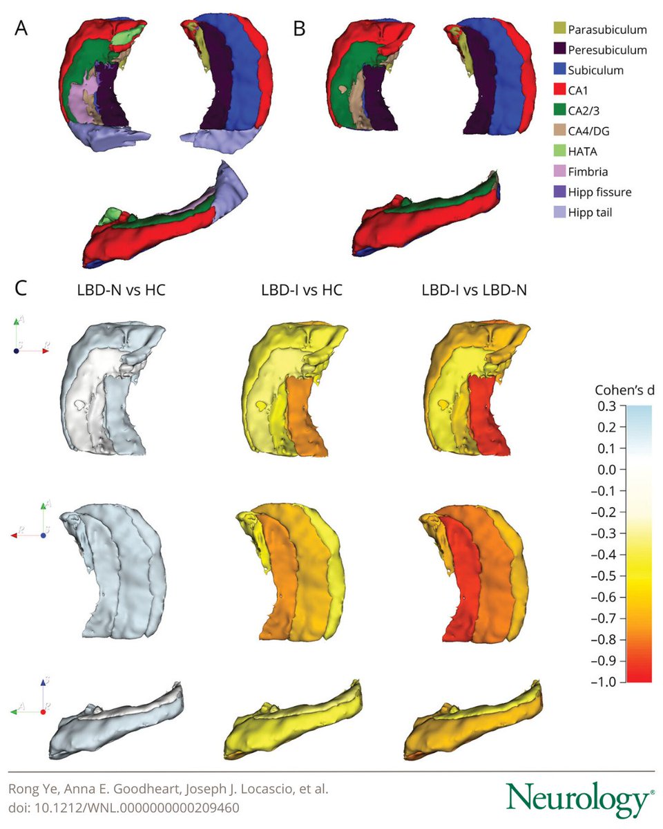 The results of this study link volume loss of hippocampal output structures, and in particular the subiculum, to functional cognitive impairment and to amyloid and tau copathologies in Lewy body diseases: bit.ly/45MGLAF

#NeuroTwitter #dementia