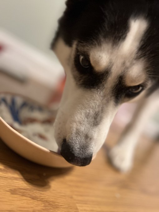 Having to distract my dog from fireworks with a creative pup cup&hellip;what are y&rsquo;all celebrating anyway? This<a href="/tag/worldivfday"class="tags"><span>#worldivfday</span></a>
