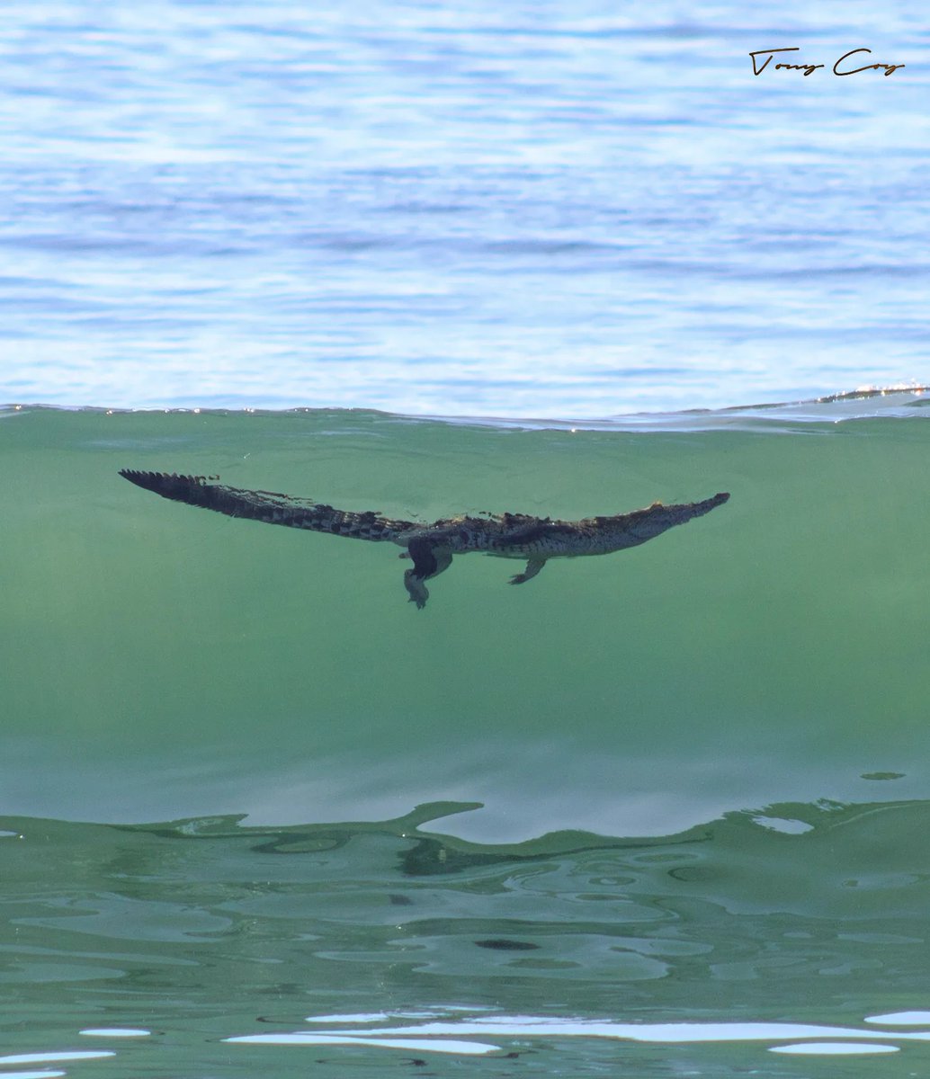 😲 Esta mañana, 📸 Tony Coy captó en fotografía a un 🐊cocodrilo en las 🌊olas, playa de Manzanillo. Asombrosa imagen✨

"Hoy de nuevo tuvimos una visita en las olas".

FB: Tony Coy
IG: <a href="/tony/">tony 장영춘</a>.coy