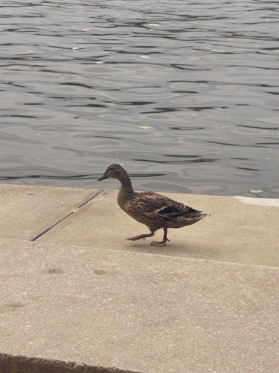 RedPandaSoarin's tweet image. Arrived at #Anthrocon let’s gooooo 👀