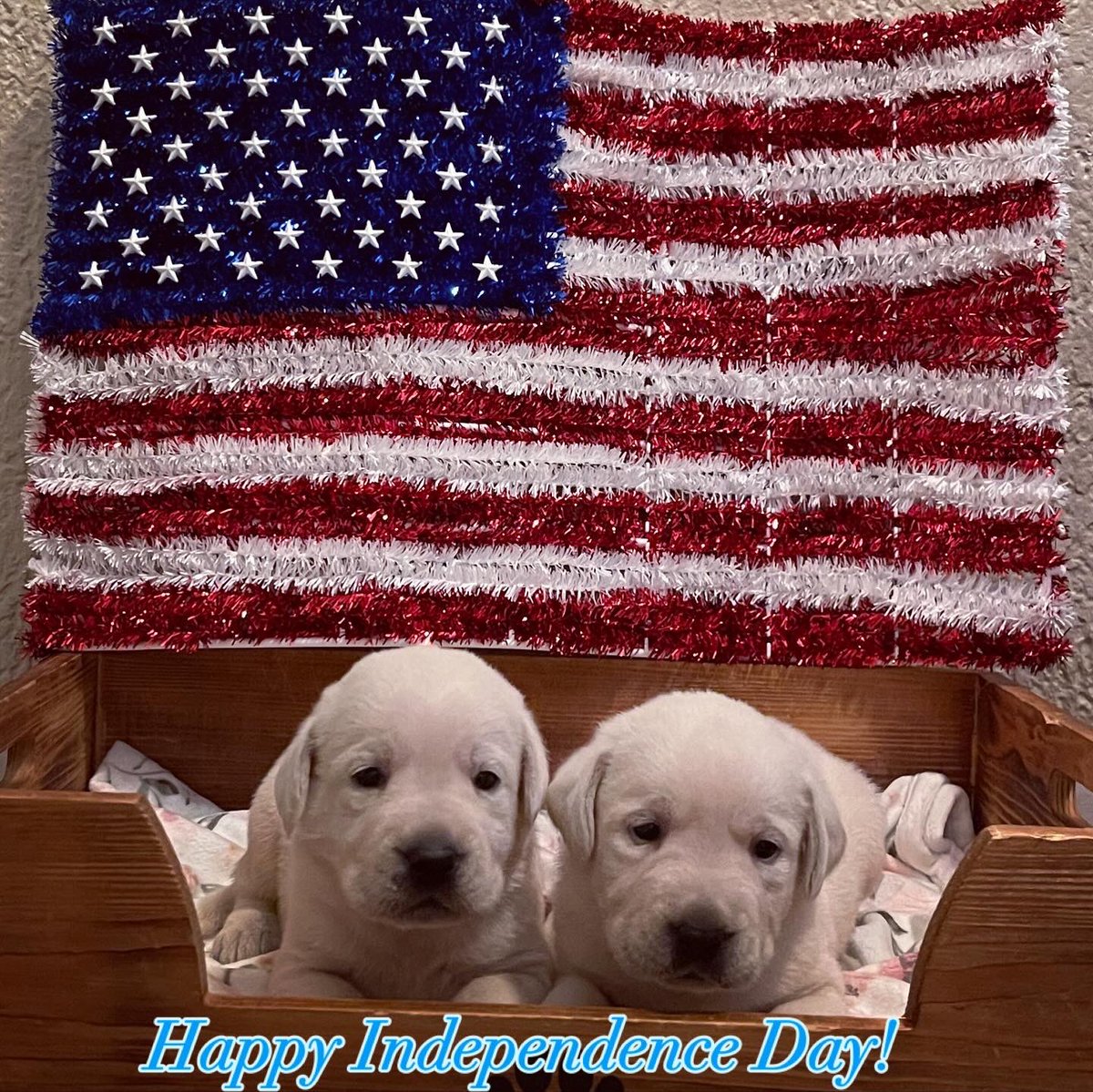 Smithpoint_Retrievers (@smithpoint711) on Twitter photo Happy Independence Day! #4thofJuly2024 #independenceday #2024 #indepenenceday2024 #smithpointretrievers #Happy4thofJuly #akclabradorretrieverpuppies #puppylove #availablelabpups #labpups #godblessamerica #redwhiteandblue #starsandstripes <a href="/Smithpoint711/">Smithpoint_Retrievers</a> #longisland #newyork Happy Independence Day! #4thofJuly2024 #independenceday #2024 #indepenenceday2024 #smithpointretrievers #Happy4thofJuly #akclabradorretrieverpuppies #puppylove #availablelabpups #labpups #godblessamerica #redwhiteandblue #starsandstripes <a href="/Smithpoint711/">Smithpoint_Retrievers</a> #longisland #newyork