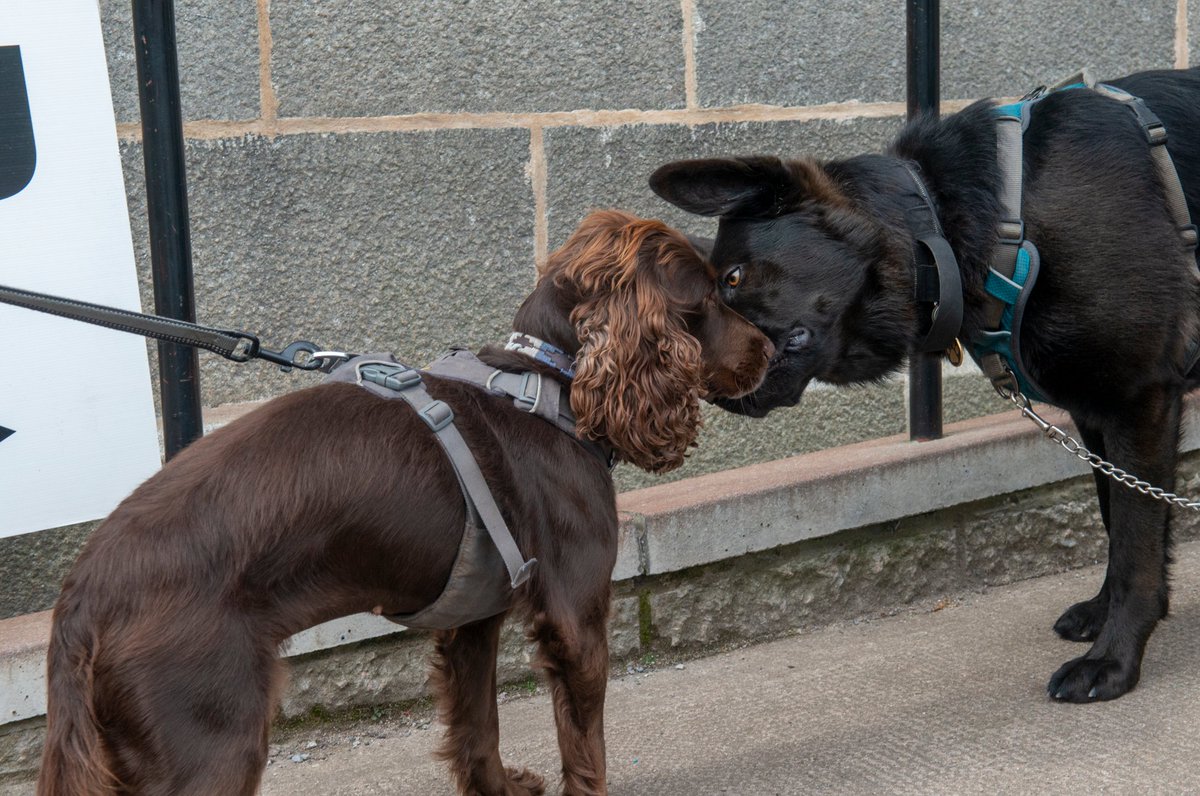 AberdeenCC's tweet photo. Sealed with a kiss! The polls for the election are now closed. The count gets underway shortly at the @PandJLive Arena, and the results will be known early tomorrow. The results will be posted on our website as soon as possible. #aberdeenelectionoffice #dogsatpollingplaces https://t.co/5byyhI0mk5