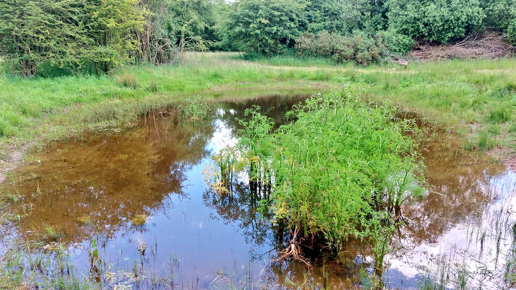 norfolkponds's tweet photo. The story of a Norfolk #ghostpingo - an ancient #pond lost to deliberate infilling decades ago. There are now 20 wetland plant species in the resurrected pond after just 10 months & it is beautiful. What a team!!! @uclponds @hburningham @tim_holt_wilson @carlsayerUCL @NorfolkWT https://t.co/OVI9MK4Ff0