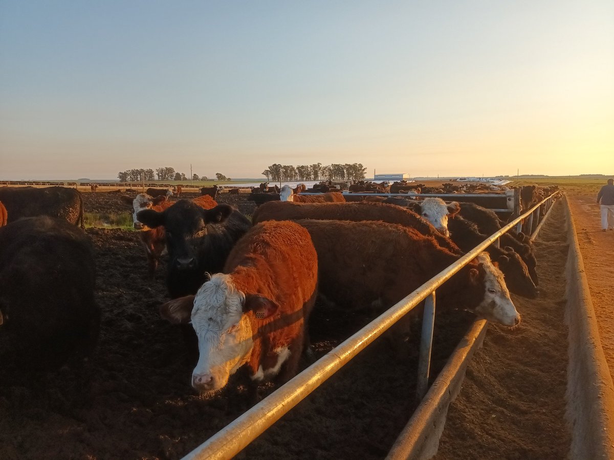 Nuevo feedlot para 8000 cabezas!