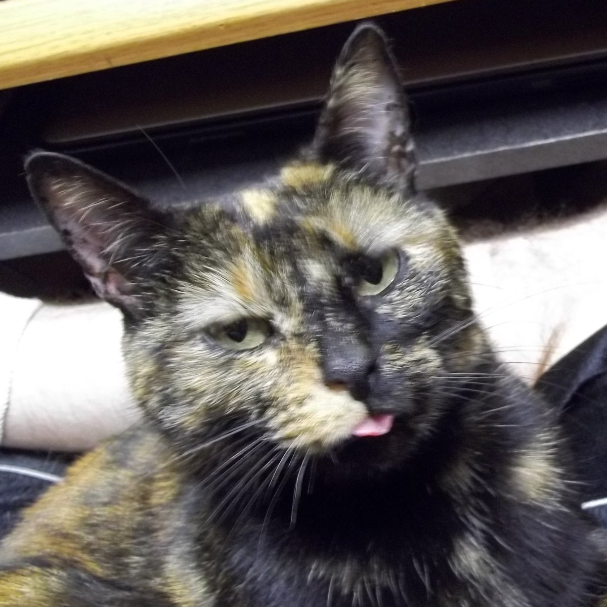 Happy 4th of July everyone. Someone got into my wiring notes and chewed them up. The evidence &amp; the culprit: