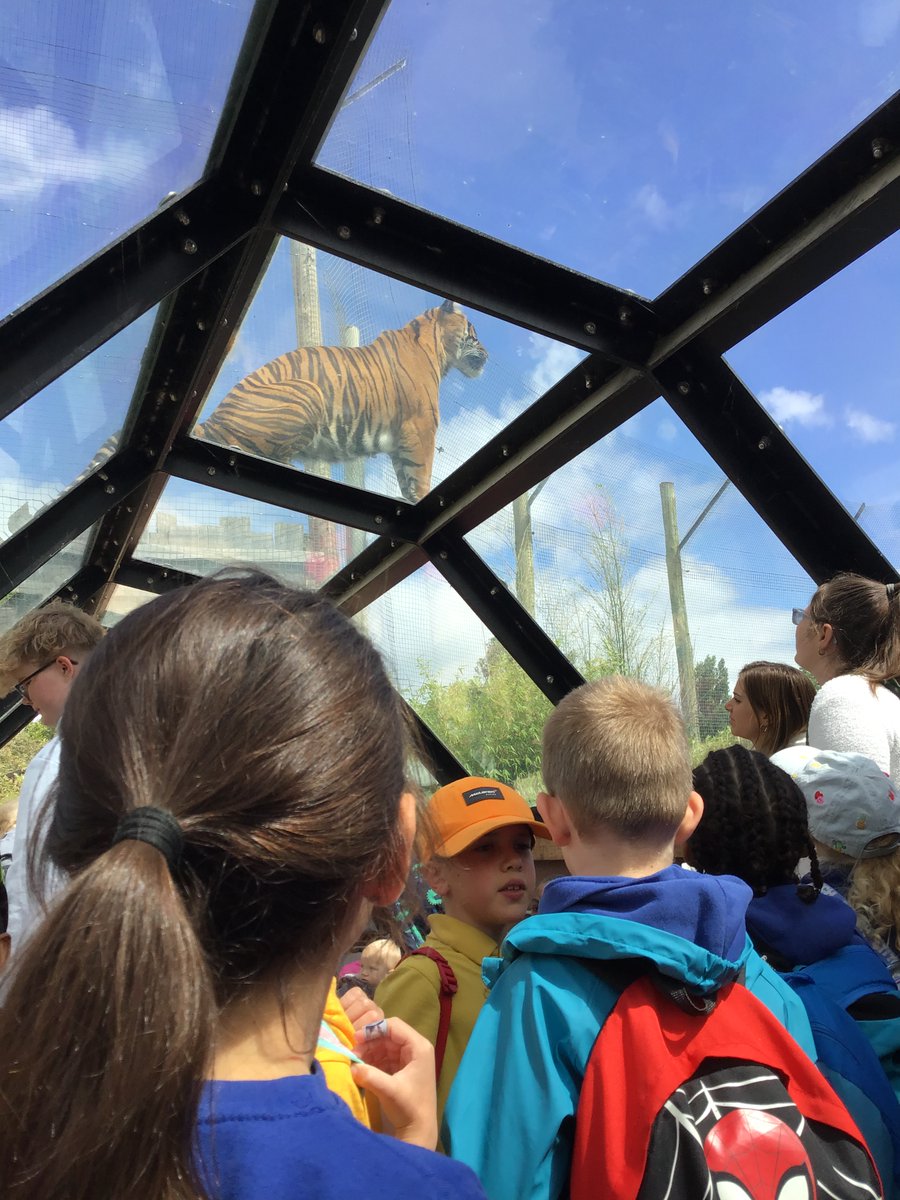 ce_park's tweet photo. Year 1 had a wonderful day at @TwycrossZoo! The highlight was the tiger coming to say hello right above our heads on the transparent tunnel! Everyone was extremely excited! More news and photos are available in the gallery on our website: https://t.co/hYdwEC5QIQ https://t.co/KOsXVbkgpJ