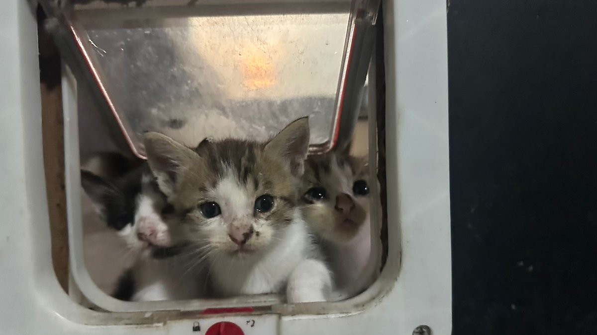 cr_perez_a's tweet photo. Michis en adopción ya saben ir al baño en el arenero y las vocales https://t.co/f3zkBtWlXC