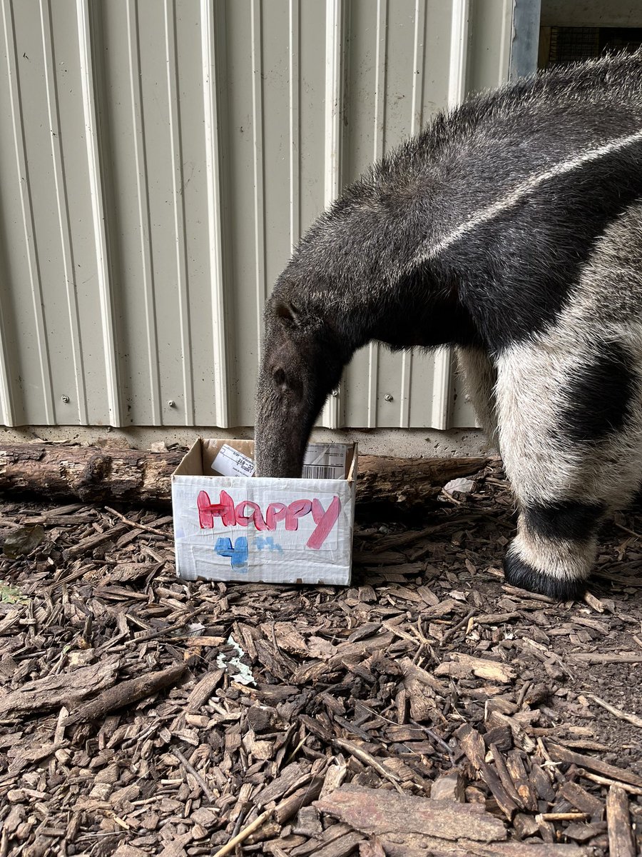 Happy 4th of July from Sunset Zoo! 🎆 

📸: Keeper Tori