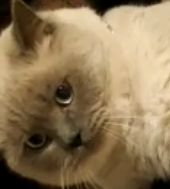 BudVZab's tweet photo. He truly has an expressive face.
#DailyCloudTheCat #DailyCloud #Cat #CatsofTwitter #CatsOfTwitter https://t.co/UUVv9DWMpg