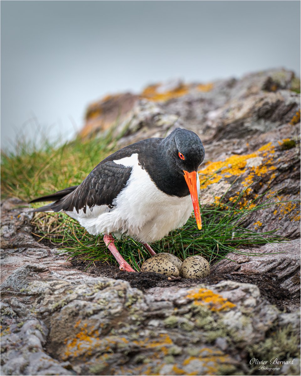 Oystercatcher (Haematopus ostralegus) nest with Eggs
<a href="/barrabest/">Barra Best</a> <a href="/WeatherCee/">Cecilia Daly</a> <a href="/angie_weather/">angie phillips</a> <a href="/BelfastHourNI/">#BelfastHour</a> <a href="/UlsterWildlife/">Ulster Wildlife</a> <a href="/NatureMattersNI/">Nature Matters NI 🌍</a>
<a href="/RSPBNI/">RSPB NI</a> <a href="/DiscoverNI/">Northern Ireland</a> <a href="/CopelandBirdObs/">Copeland Bird Obs.</a>
<a href="/carolinenolan99/">Caroline Nolan</a>  <a href="/Natures_Voice/">RSPB</a>  <a href="/Oystertweet/">Oystercatchers</a>