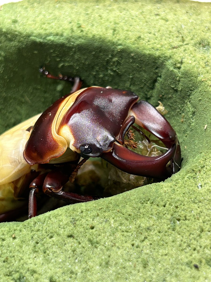 ホプイ　秘蔵X羽化