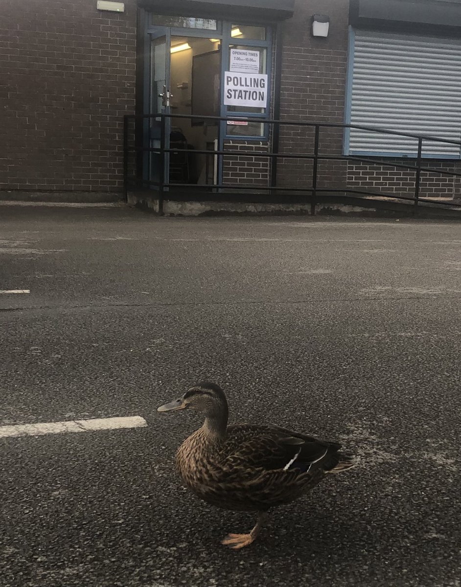 Earlier today….a new trend for 2024 #ducksatpollingstations