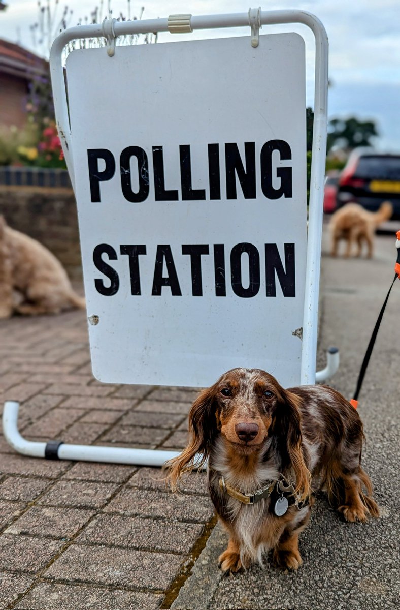 Ralph's first vote... #GeneralElection2024 #DogsAtPollingStations