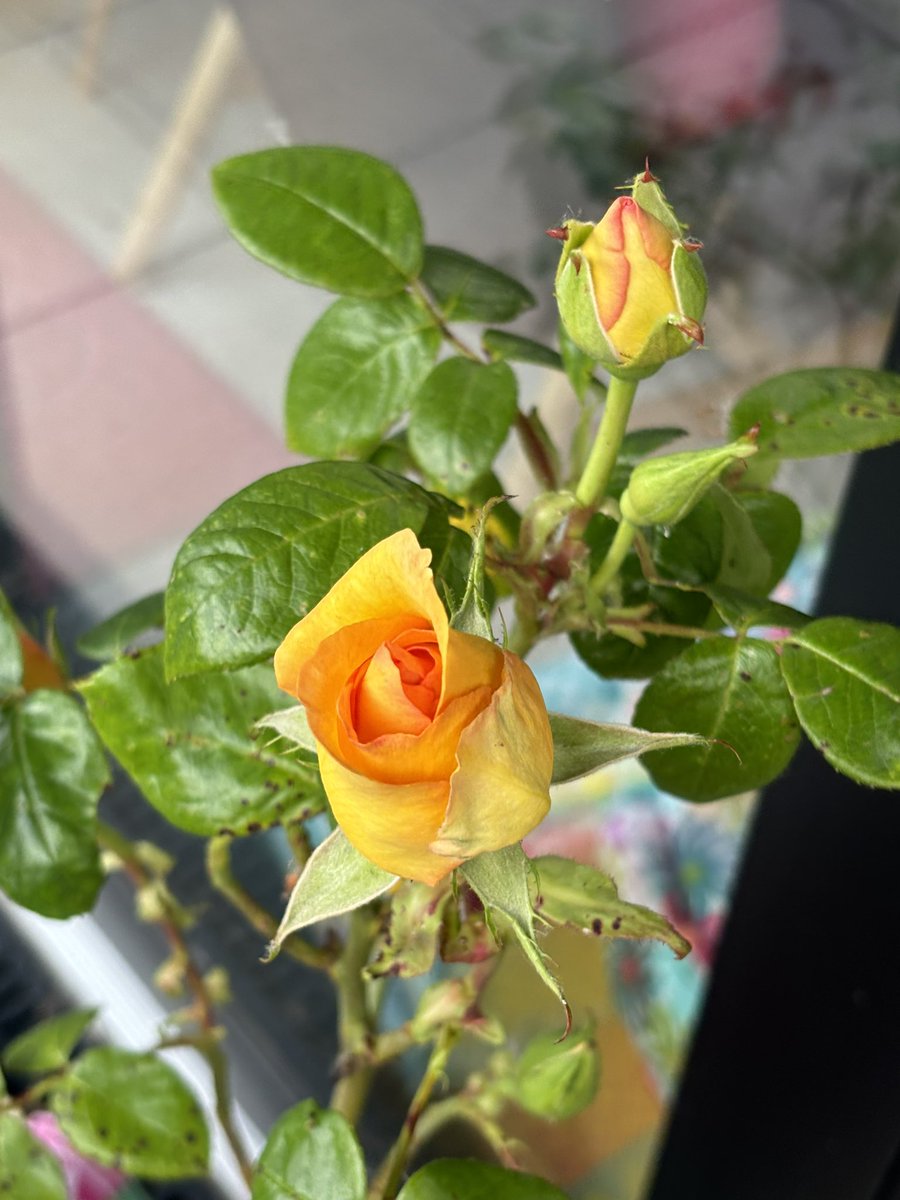 Sarah Land tweet media