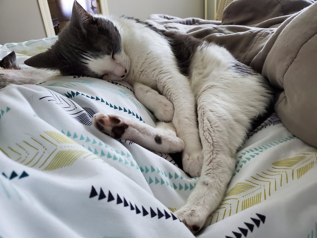 LegendaryMarvel's tweet photo. @DogLovers03 Loki, my adopted little boy cat. https://t.co/qJuM7qkEVw