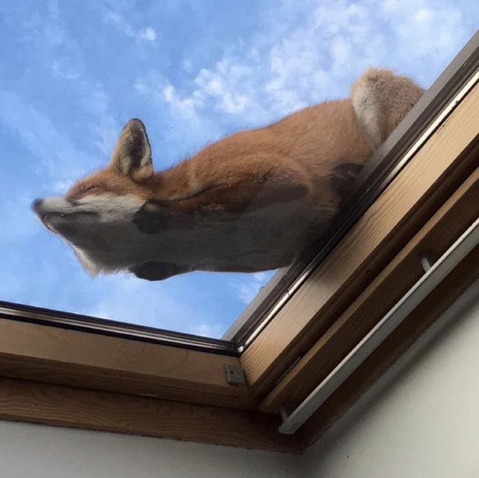 激かわ動物 tweet media