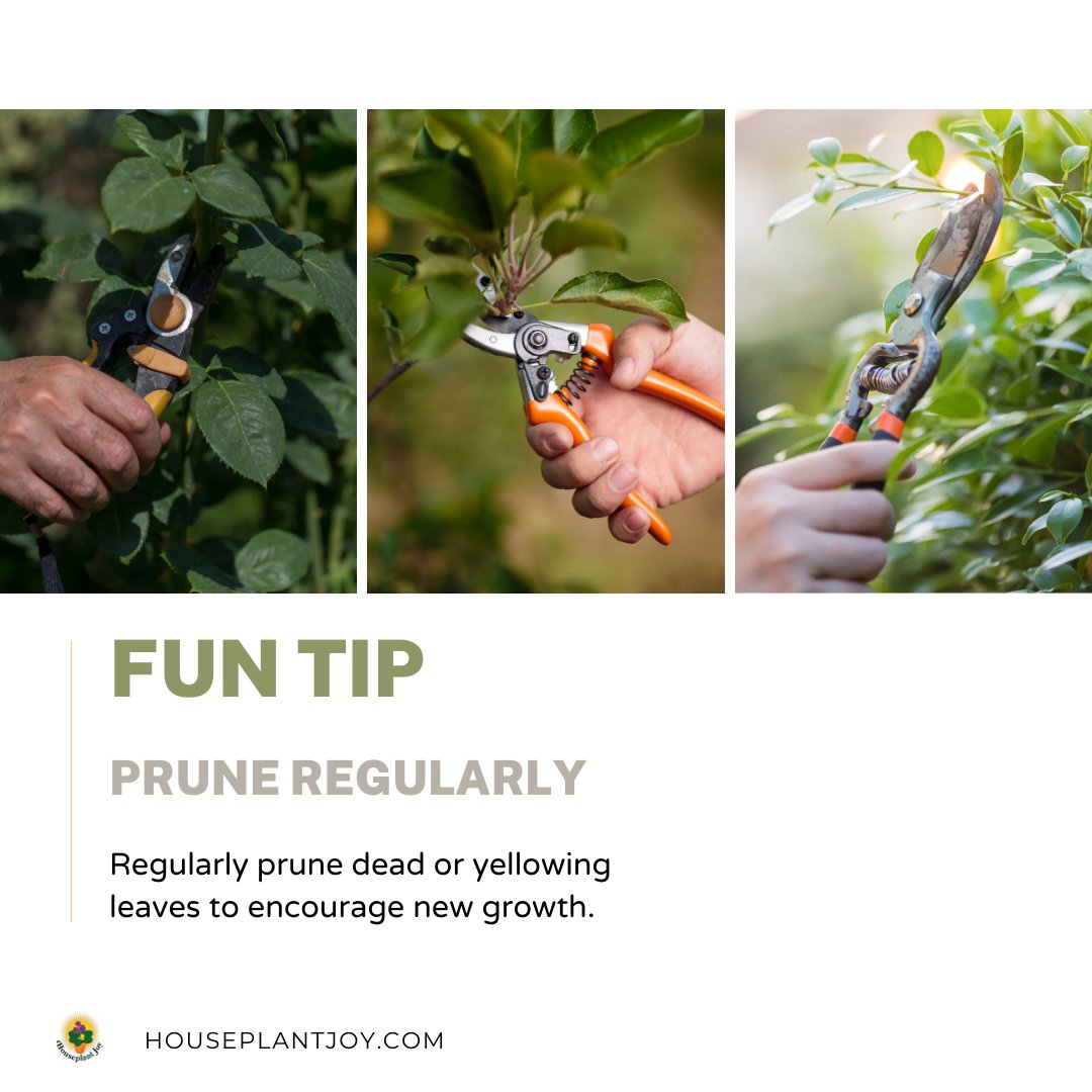 HouseplantJoy's tweet image. 🌿 Prune for a healthier plant! Please read the full article on our website: houseplantjoy.com/?utm_campaign=… 
#PruningTips #PlantGrowth #houseplantjoy